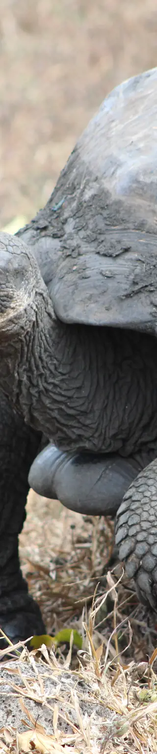 Entdecke Riesenschildkröten auf Santa Cruz